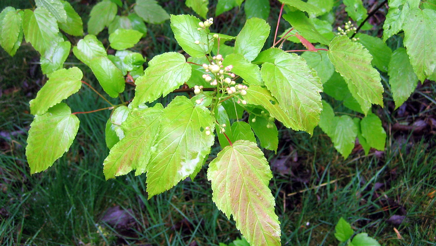 Acer tataricum leaves