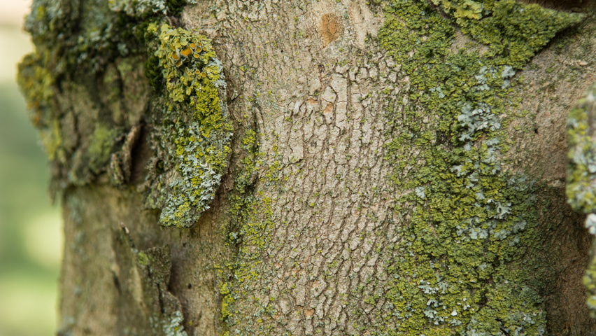 Acer tataricum subsp. ginnala Rinden