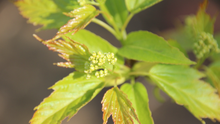 Acer tataricum subsp. ginnala Blumen