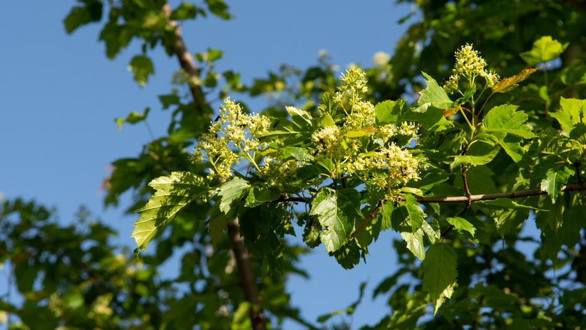 Acer tataricum subsp. ginnala Blumen