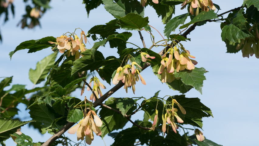 Acer tataricum subsp. ginnala Frucht