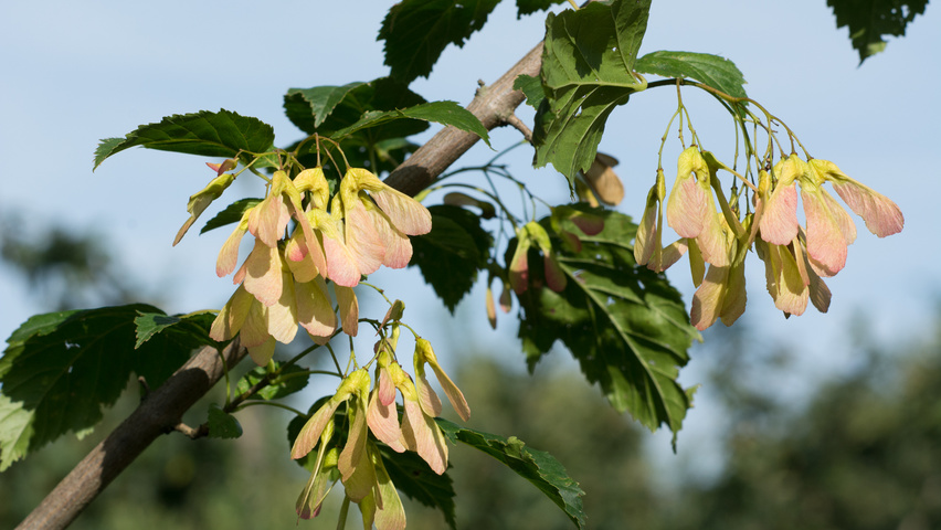 Acer tataricum subsp. ginnala Frucht