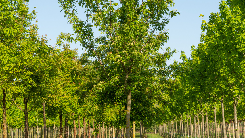 Acer tataricum subsp. ginnala hochstämmig