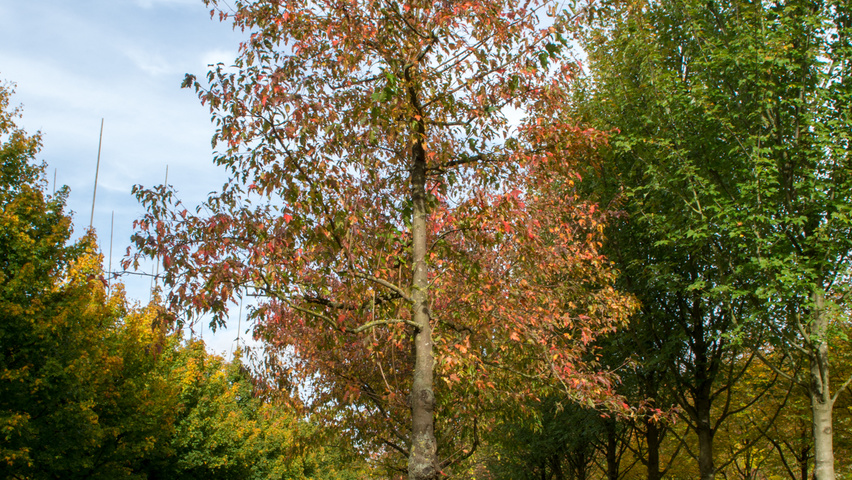 Acer tataricum subsp. ginnala hochstämmig