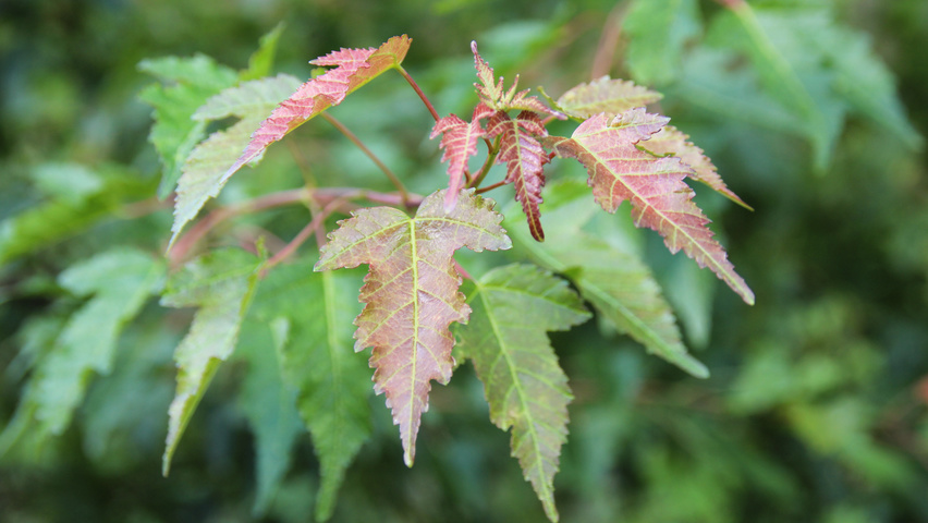Acer tataricum subsp. ginnala Blatt