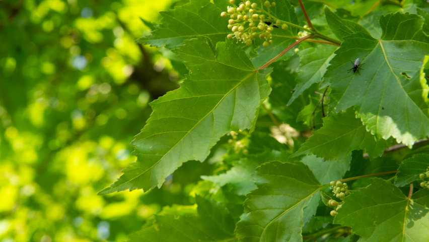 Acer tataricum subsp. ginnala Blatt
