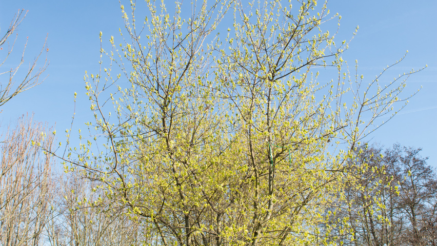 Acer tataricum subsp. ginnala mehrstämmige