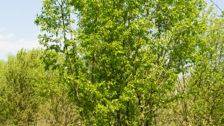 Acer tataricum subsp. ginnala mehrstämmige