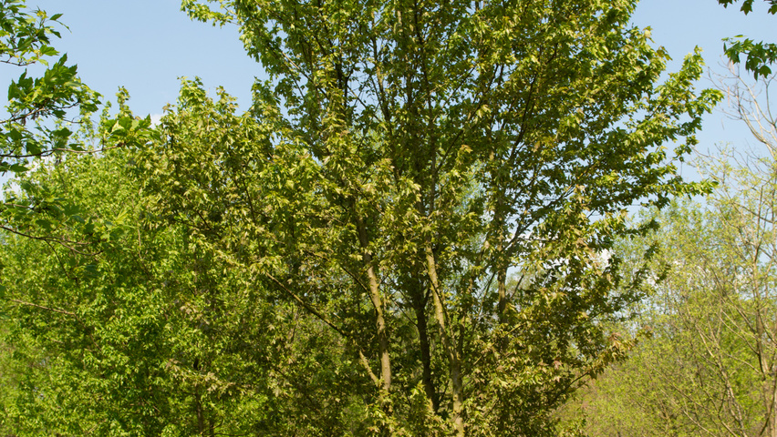 Acer tataricum subsp. ginnala mehrstämmige