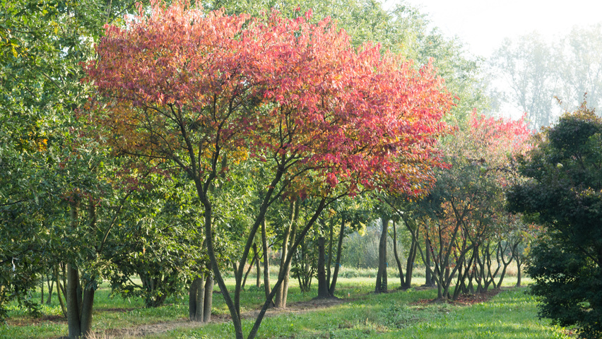 Acer tataricum subsp. ginnala mehrstämmige Schirmform