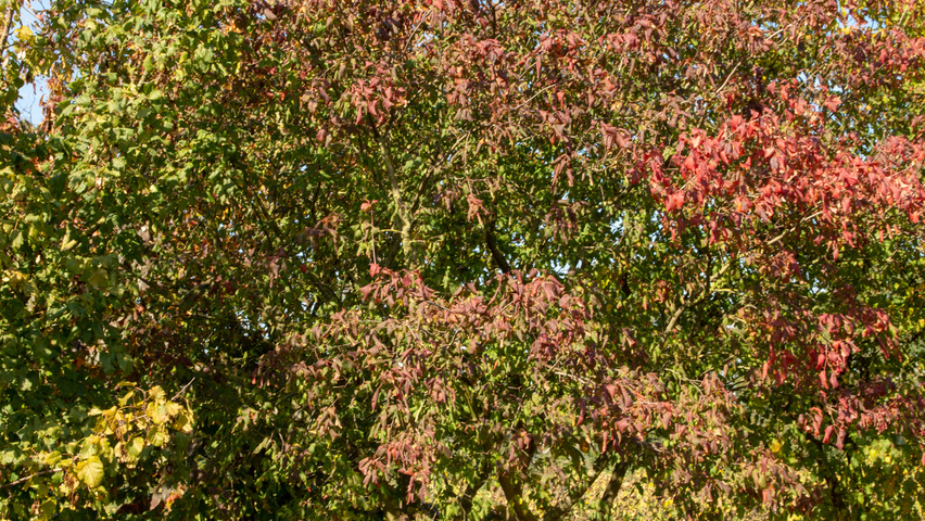 Acer tataricum subsp. ginnala mehrstämmige Schirmform