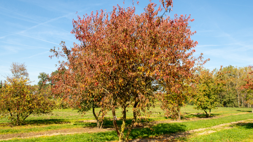 Acer tataricum subsp. ginnala mehrstämmige Schirmform