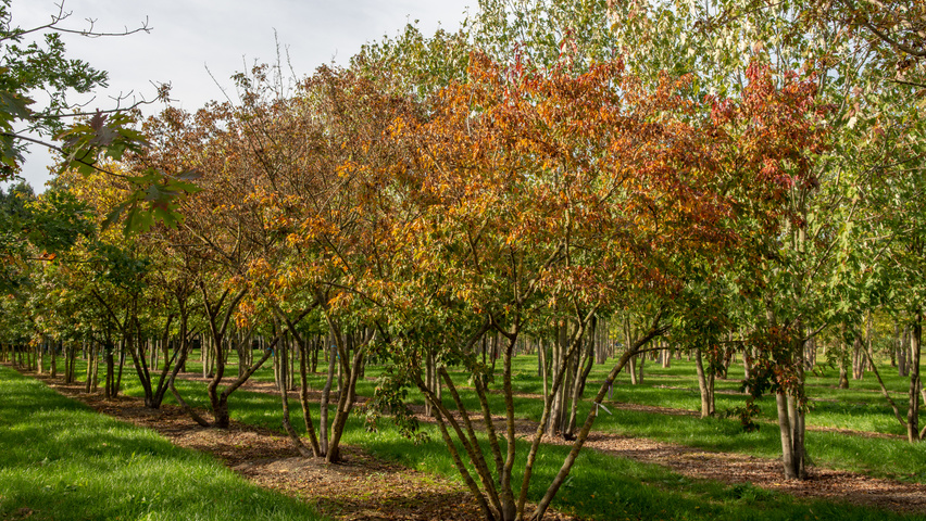 Acer tataricum subsp. ginnala mehrstämmige Schirmform