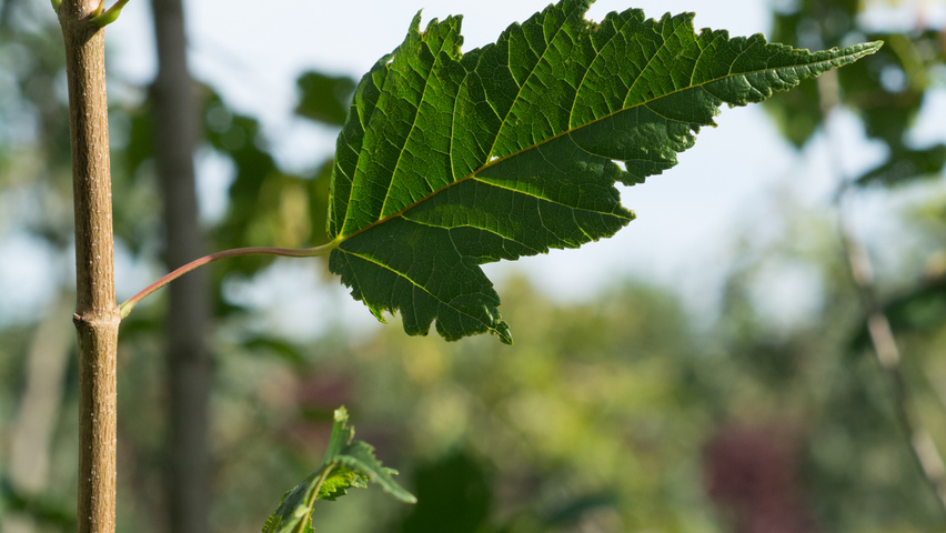 Acer tataricum subsp. ginnala Zweige