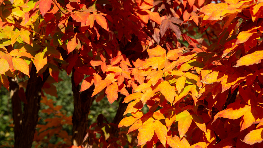 Acer triflorum autumn leaves