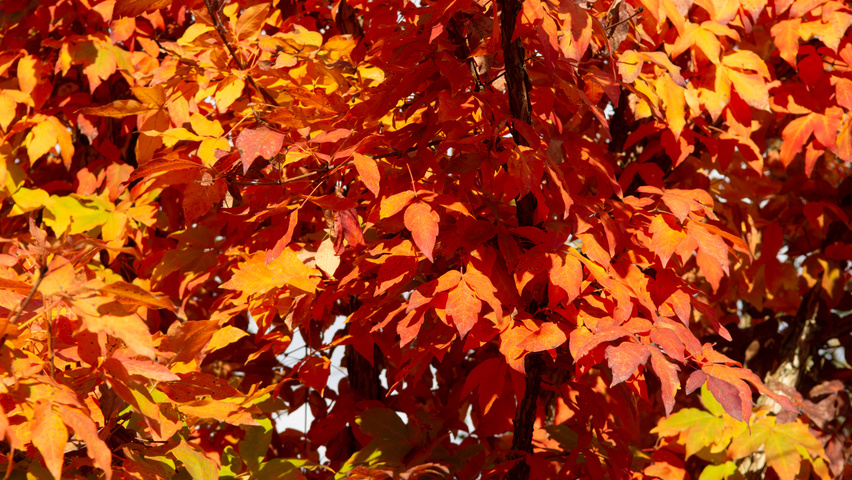 Acer triflorum autumn leaves