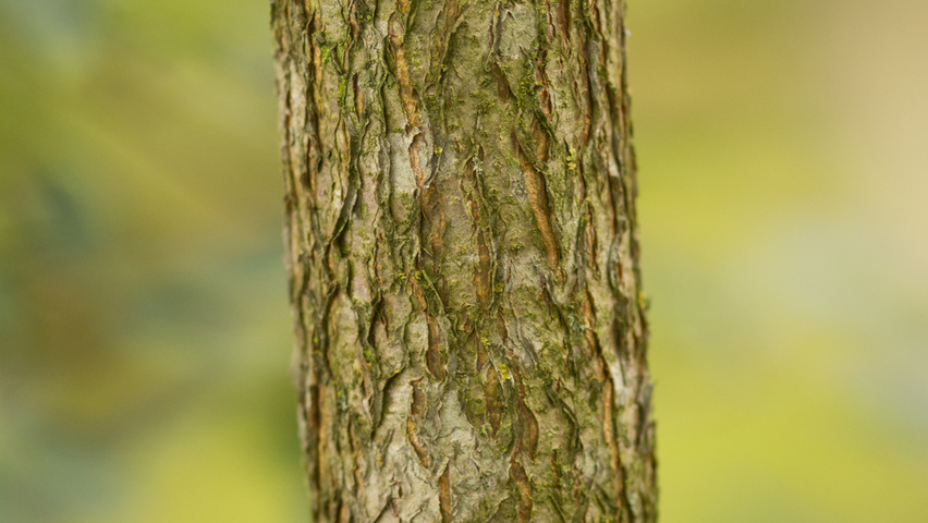 Acer triflorum bark
