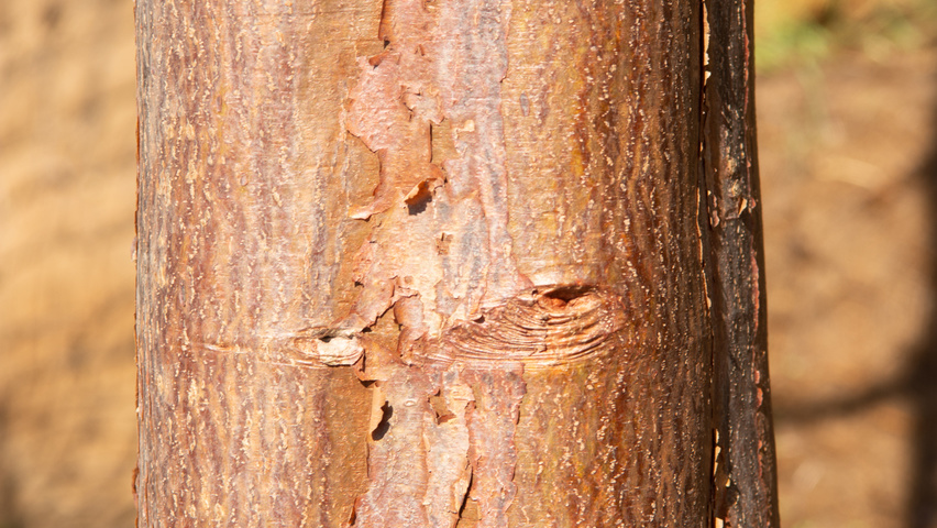 Acer triflorum bark