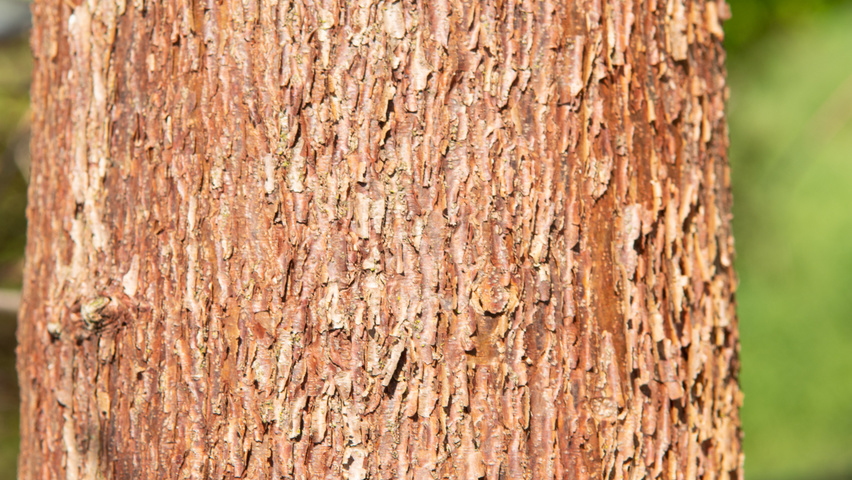Acer triflorum bark