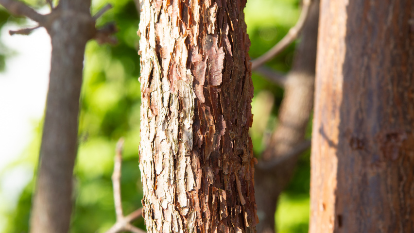 Acer triflorum bark
