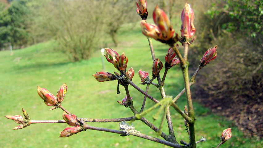 Acer triflorum flowers