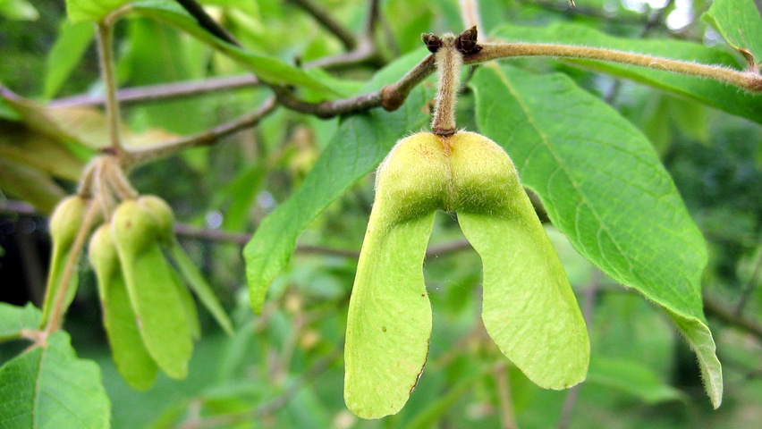 Acer triflorum fruits