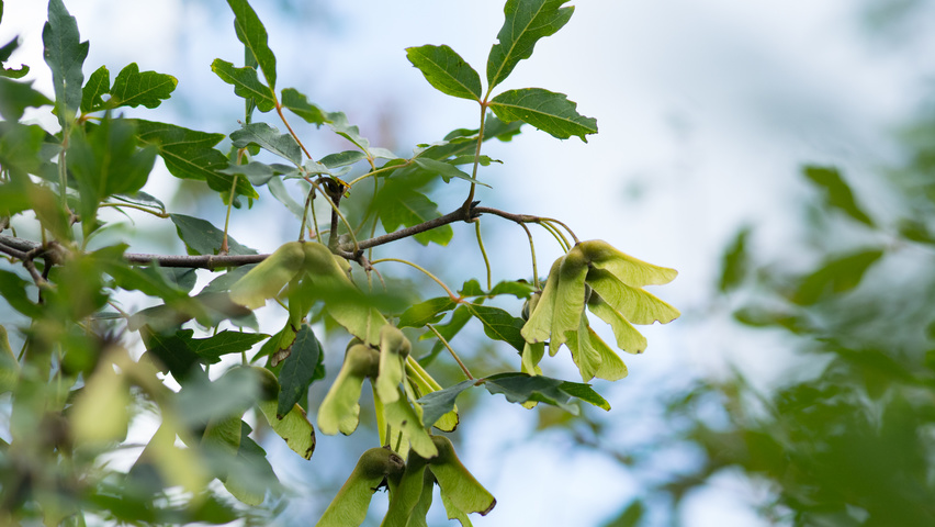 Acer triflorum fruits