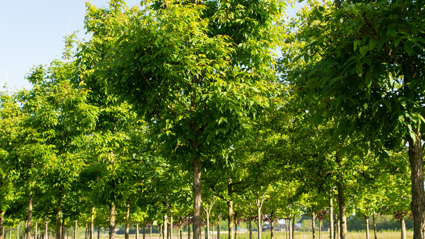 Acer triflorum standard tree
