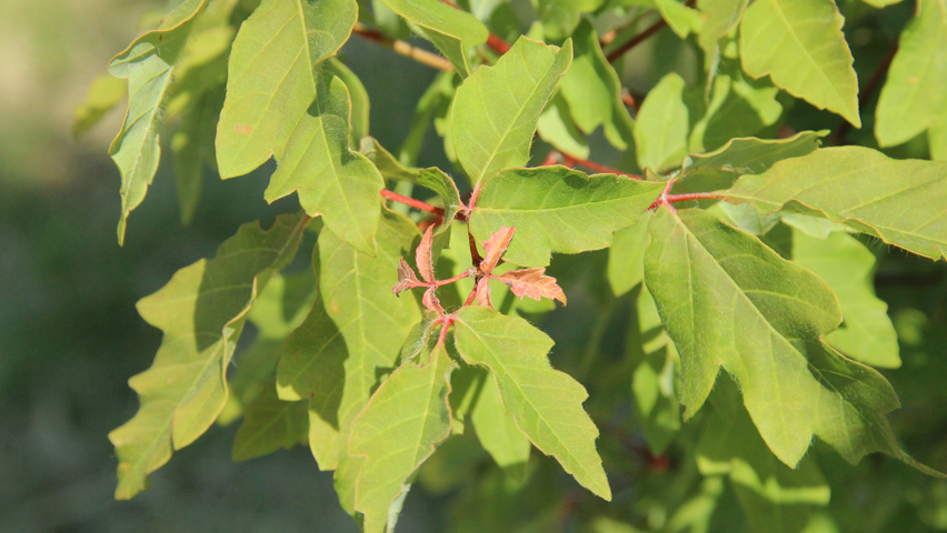 Acer triflorum leaves