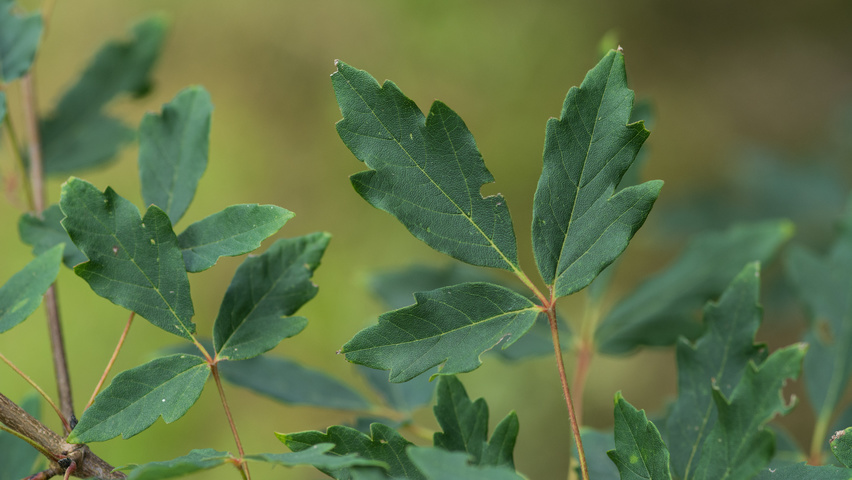 Acer triflorum leaves