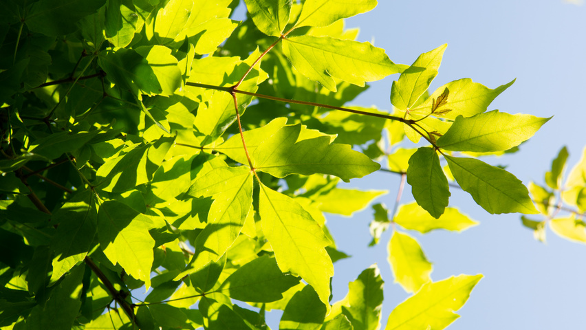 Acer triflorum leaves