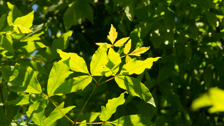 Acer triflorum leaves