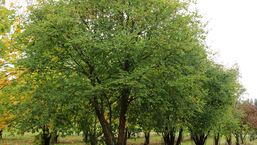 Acer triflorum multi-stem