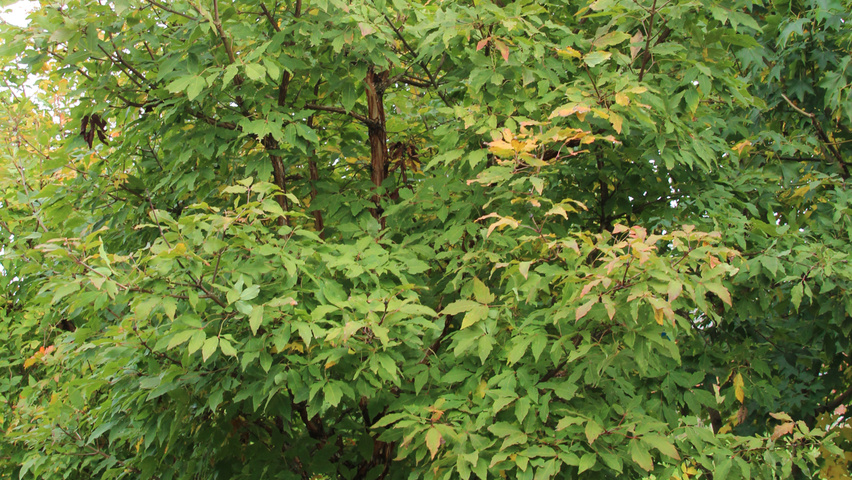 Acer triflorum solitary shrubs