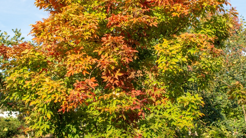 Acer triflorum solitary shrubs