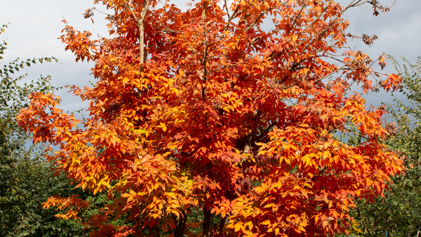 Acer triflorum solitary shrubs