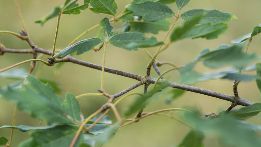 Acer triflorum twigs