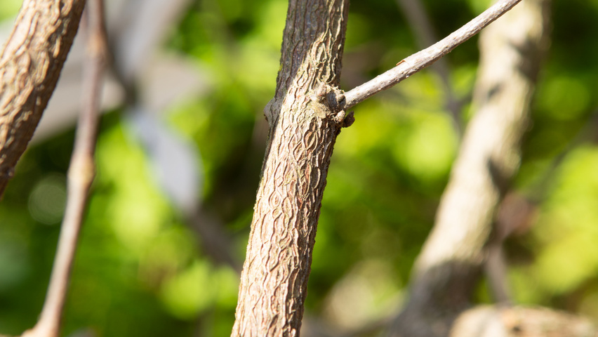 Acer triflorum twigs