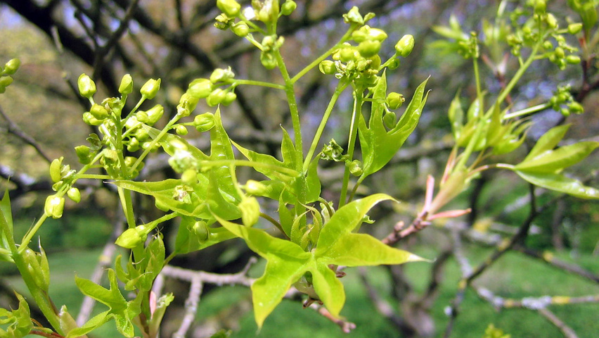 Acer truncatum leaves