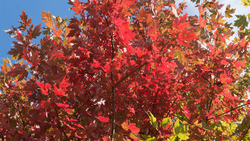 Acer x freemanii 'Armstrong' feuilles automnale