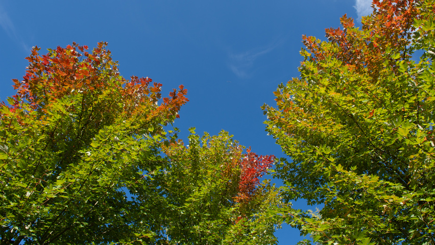 Acer x freemanii 'Armstrong' herfstblad