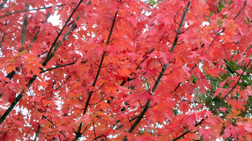 Acer x freemanii 'Armstrong' feuilles automnale
