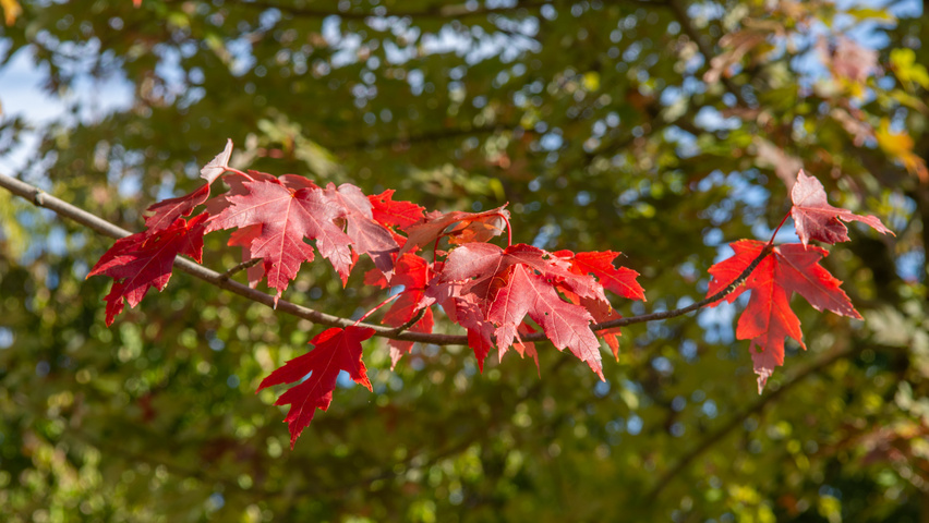 Acer x freemanii 'Armstrong' herfstblad