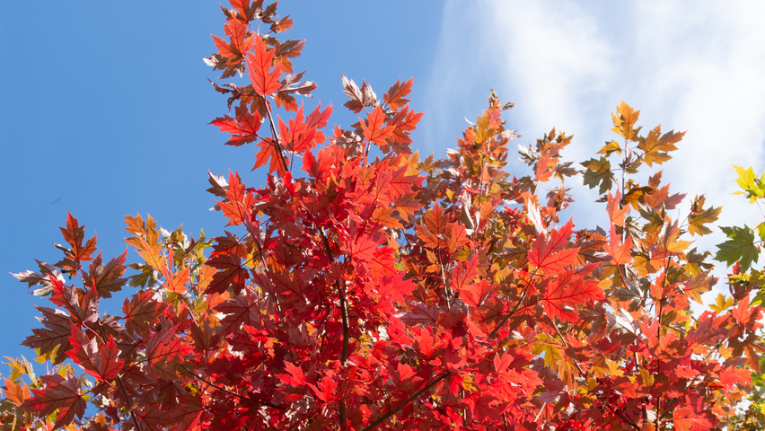 Acer x freemanii 'Armstrong' herfstblad