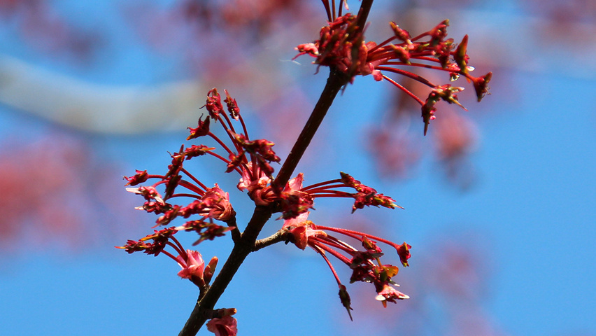Acer x freemanii 'Armstrong' fleurs