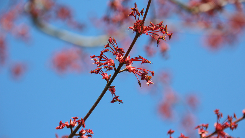 Acer x freemanii 'Armstrong' bloem