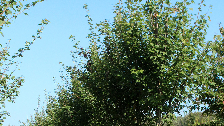 Acer x freemanii 'Armstrong' haute tige