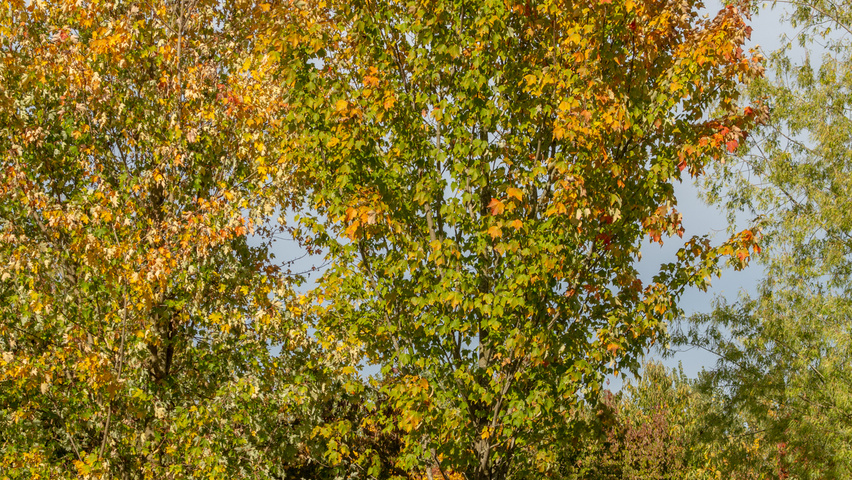 Acer x freemanii 'Armstrong' hoogstam