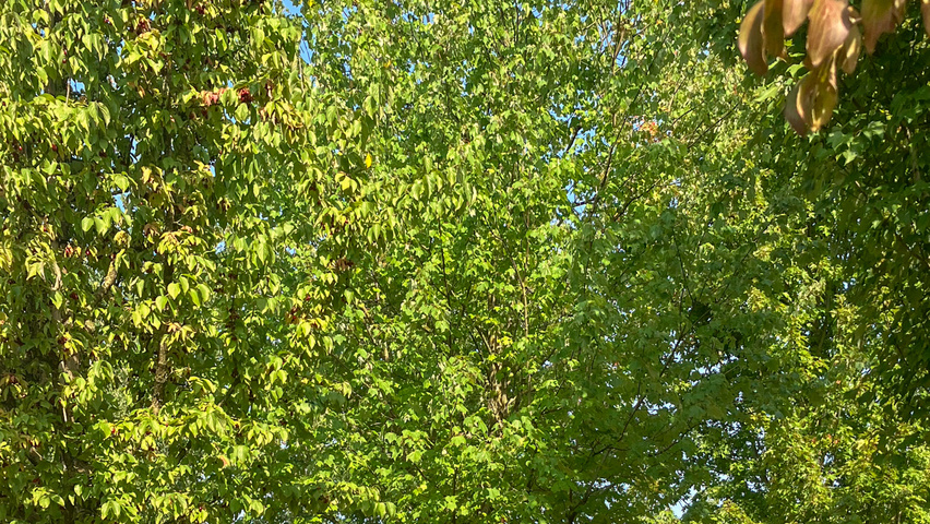 Acer x freemanii 'Armstrong' hoogstam