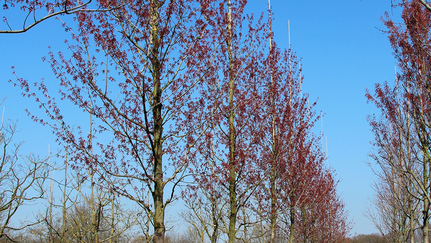 Acer x freemanii 'Armstrong' haute tige